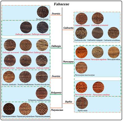 How to discriminate wood of CITES-listed tree species from their look-alikes: using an attention mechanism with the ResNet model on an enhanced macroscopic image dataset